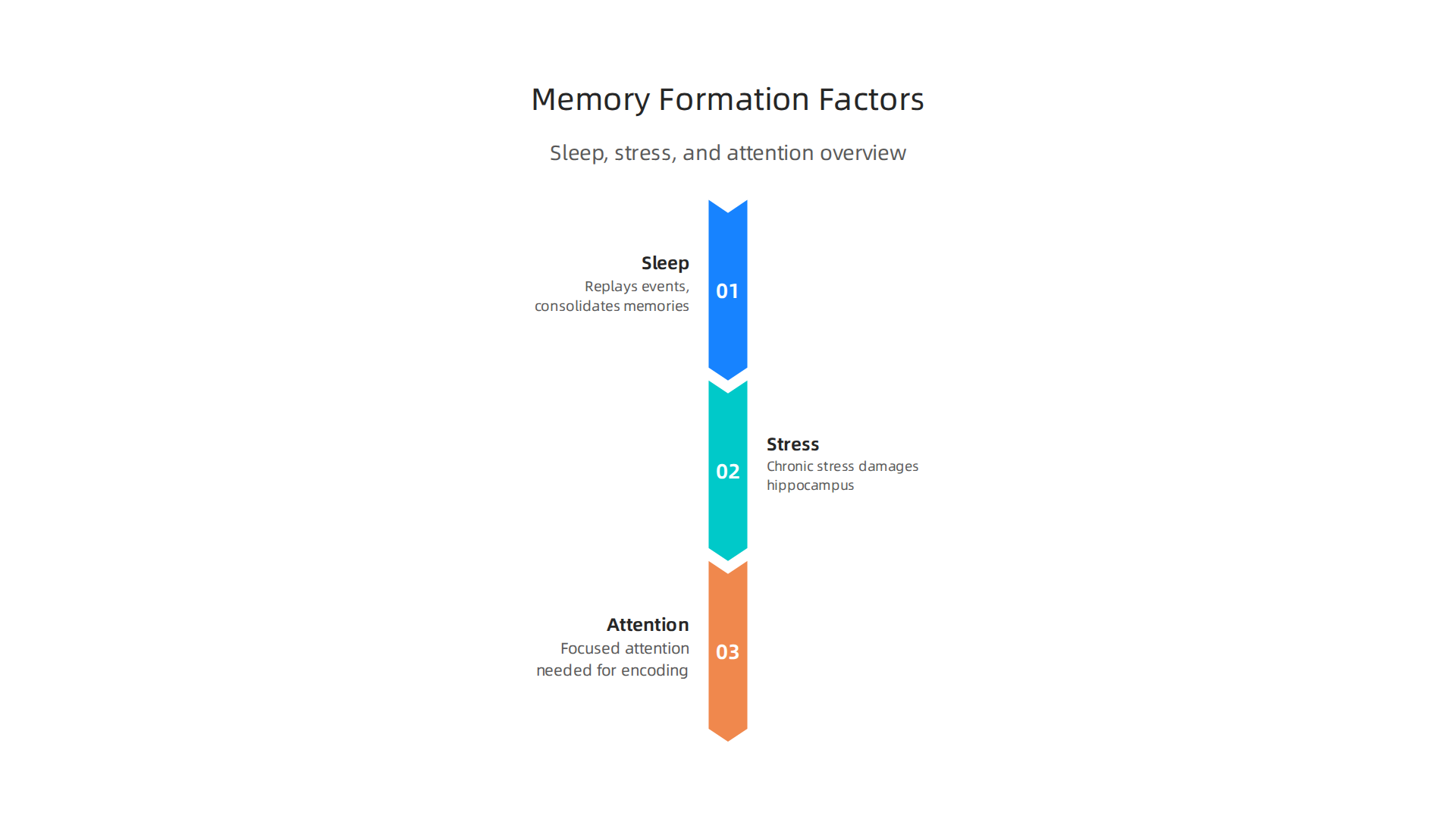 An infographic detailing the three primary factors — sleep, stress, and attention — that significantly impact the brain's ability to form declarative memories.
