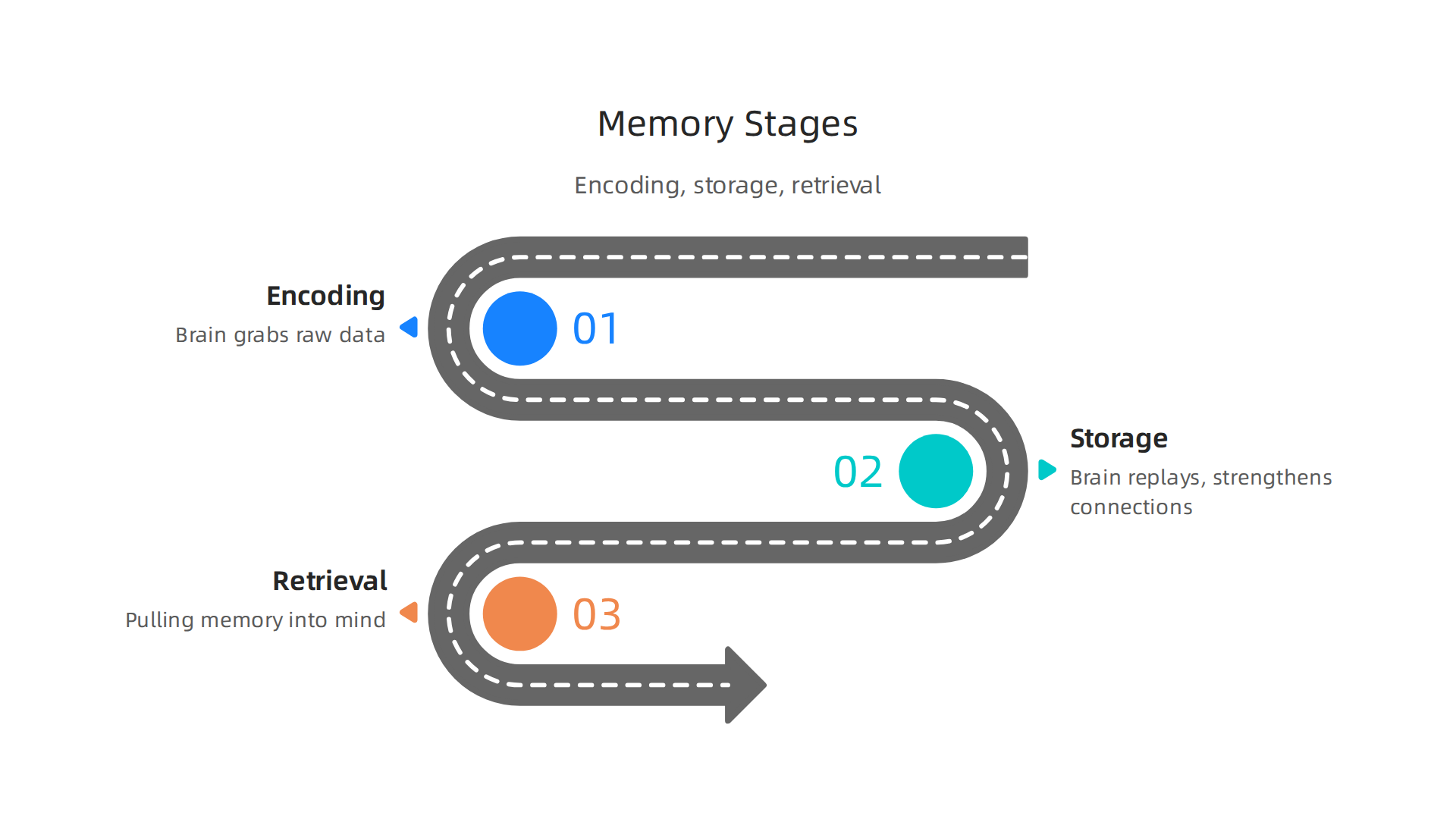 An infographic illustrating the three fundamental stages of memory processing: encoding, storage, and retrieval.