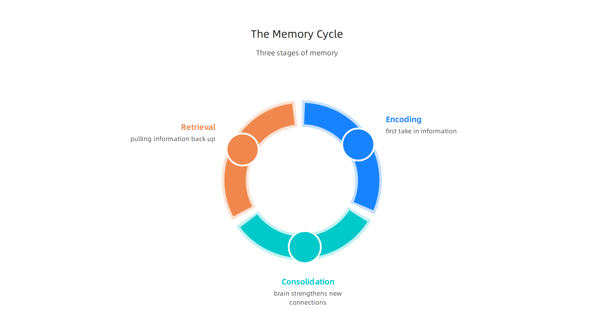 Visualizing the three stages of how the brain processes and stores new information for long-term retention.